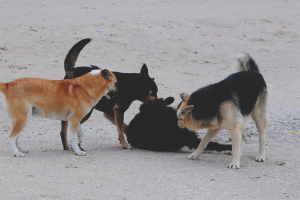 Comment se débarrasser des chiens errants