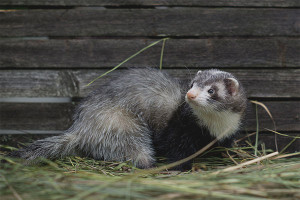 Come sbarazzarsi di un furetto in un pollaio