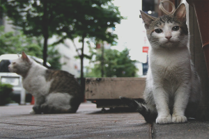 Cómo deshacerse de gatos y gatos