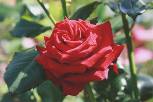 Comment faire pousser une rose à partir d'une fleur coupée