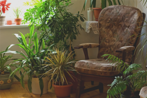 Plantes d'intérieur qui aiment l'ombre