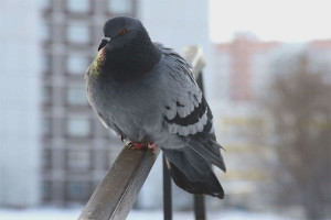 Cómo deshacerse de las palomas