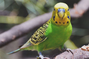 Cara mengajar burung nuri untuk bercakap