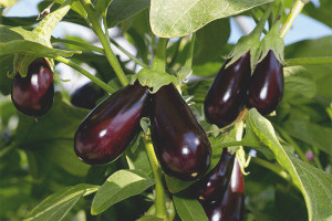 Comment faire pousser des plants d'aubergines