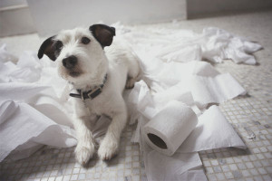 Come addestrare un cane ad andare in bagno sulla strada