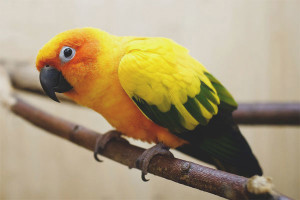 Cómo calentar un loro si hace frío en casa