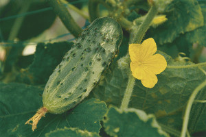 Come coltivare piantine di cetrioli