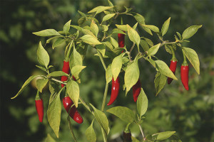 Como cultivar plántulas de pimiento