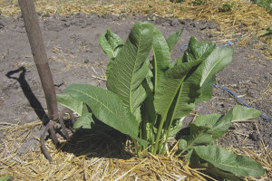 Cómo obtener rábano picante del jardín