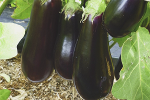 Como cultivar berenjenas en un invernadero