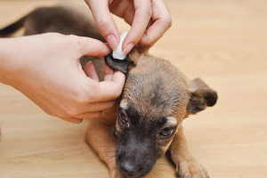 Come ottenere un segno di spunta da un cane