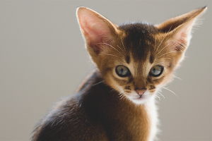 Cómo limpiar las orejas de un gatito