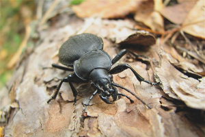 Come sbarazzarsi di scarabeo di corteccia