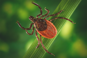 Cómo deshacerse de un ácaro araña