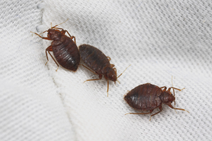 How to get rid of bed bugs