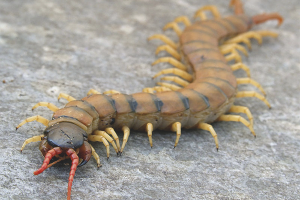 Cara menghilangkan scolopendra