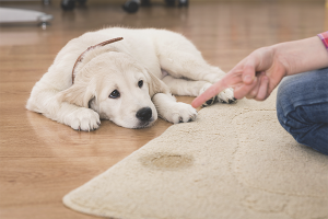 Come sbarazzarsi dell'odore di urina di cane