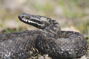 Comment se débarrasser des serpents