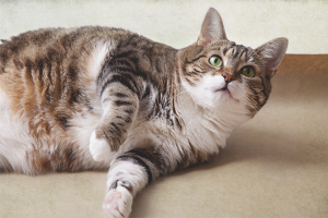 Cómo cuidar a una gata preñada