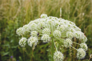 Come sbarazzarsi di Hogweed