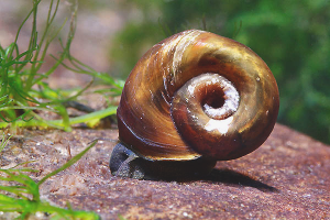 Cómo deshacerse de los caracoles en un acuario