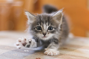 Come determinare l'età di un gattino