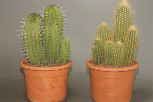 Come prendersi cura di un cactus