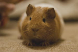 Come prendersi cura di una cavia