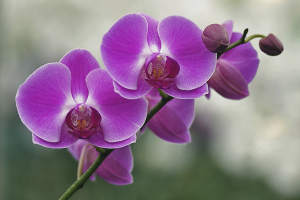 Cómo cuidar una orquídea