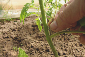 Cómo pellizcar tomates