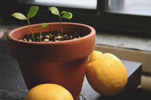 Como cultivar un limón