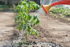 Con qué frecuencia regar las plántulas de tomate