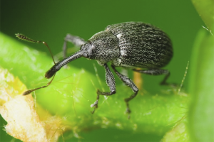 Come sbarazzarsi dei tonchi sulle fragole