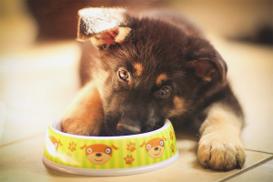 Comment nourrir un chiot berger allemand