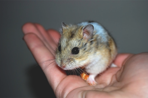 Cara menjinakkan hamster