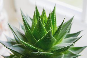 Comment prendre soin de l'aloe vera