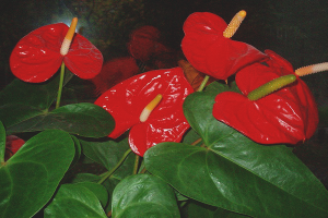 Comment prendre soin de l'anthurium