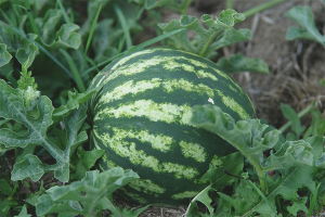 Cómo cultivar sandías en campo abierto