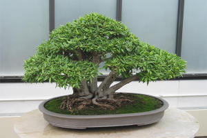 Cara menanam bonsai