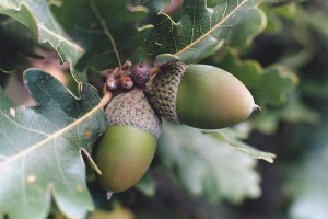 Come far crescere una quercia da una ghianda