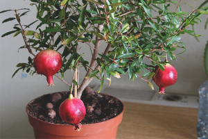 How to grow pomegranate from seed