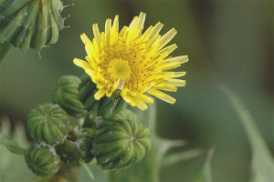 Comment enlever le chardon de truie du jardin