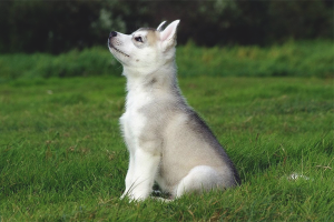 Comment former des chiens husky