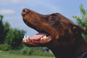 Cómo deshacerse del mal aliento de un perro