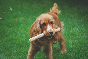 Comment apprendre à un chien à apporter un bâton