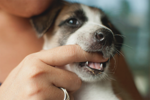 Comment sevrer un chien pour mordre