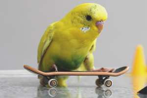 Cómo transportar un loro en un auto