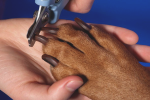 Come tagliare gli artigli del cane