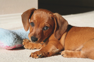 Comment augmenter l'immunité chez un chien