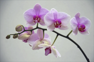 Cómo podar una orquídea después de la floración